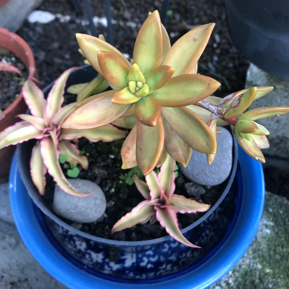 Meet your Posher, Diana